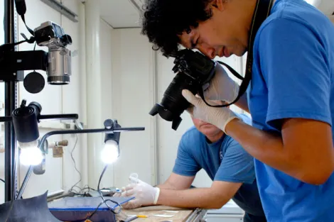 After ocean scientists sort deep-sea coral samples into their different types, they measure and photograph the specimens. 