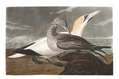 an illustration of two gannets