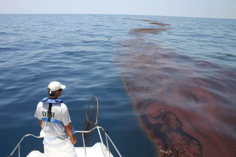 Mark Dodd, a wildlife biologist from Georgia's Department of Natural Resources, surveying oiled sargassum seaweed in the Gulf of Mexico after the Deepwater Horizon oil spill in 2010.