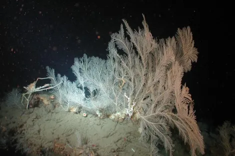 A deep sea crab (Rochinia crassa) poses with sea fan (Callogorgia spp.) and coral (Lophelia pertusa) on large carbonate boulder.