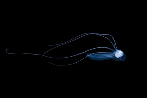 a blue larval fish with long fins