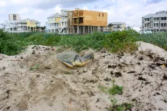 a sea turtle digs a nest near houses