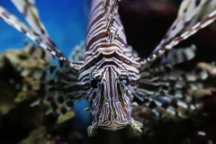 Lionfish are referred to as turkeyfish because, depending on how you view them, their spines can resemble the plumage of a turkey.