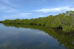Mangroves on the edge of the water. 