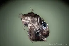 Hatchetfish photographed moments after being pulled from the deep sea in the Oozeki net trawl. These small, silvery fish have large eyes to collect any sunlight that reaches the deep sea. Even in the deep, they are not immune to human impacts; the research