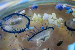 Velella velella Jellies Tiny jellies in a petri dish.