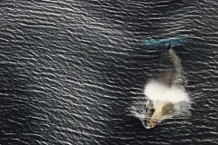 The Antarctic minke whale is the only baleen whale found in the icy waters of the Antarctic. 