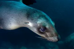 Juvenile California sea lion