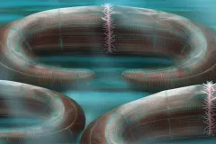 Notice the pink tentacles, which “recliners” used to filter feed.