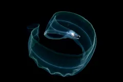 an eel larvae curled in blackwater