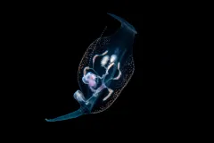 a jelly-like nudibranch that is see through