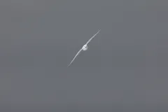 Snow petrels hunt in Antarctic sea ice, feeding on krill and fish. 
