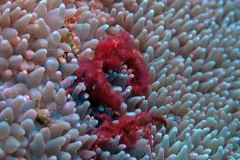 Orangutan crabs are covered in thin reddish hairs, and are frequently found living in bubble coral.