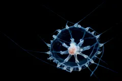 a jellyfish in blackwater