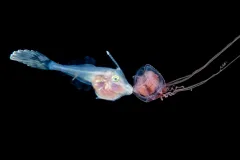 a larval fish hangs onto a jellyfish