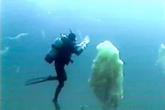 Giant mucus blobs growing in the Mediterranean because of warmer water.