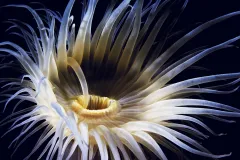 Despite the cold and dark environment, soft-bodied animals like anemones abound under the ice in the Antarctic.