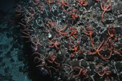 On a seamount peak, a huge colony of brittle stars (likely Ophiacantha rosea) feeds on passing particles.