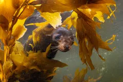 A fur seal in kelp
