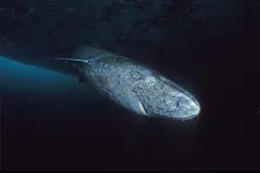 a copepod attaches to the eye of a Greenland shark