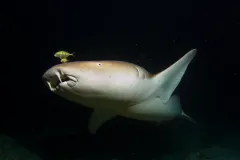 a nurse shark and fish in dark water