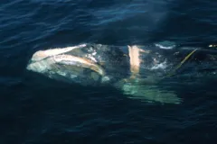 A North Atlantic right whale with a deep wound caused by entanglement in fishing gear floats at the surface in the Bay of Fundy.