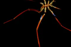 Many Antarctic creatures, like the dinner-plate-sized sea spiders, have evolved to a gigantic size to cope with the extreme environment.