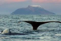 Humpback whales spend their summers feeding in cold, food-filled Arctic and Antarctic waters before swimming to warmer waters for the winter.