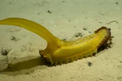 a yellow sea cucumber