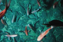 Scientists believe orange roughy (Hoplostethus atlanticus) live 150 years or more.