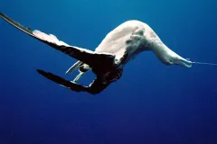 An albatross caught on a fishing line. 