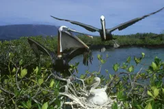 Brown pelicans (Pelecanus occidentalis) nest in a mangrove in Ecuador’s Galapagos Islands.