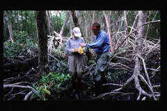 At the Smithsonian Tropical Research Institute in Panama, Dr. Wayne Sousa (right) studies lightning impacts.