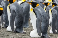 King penguins incubates their eggs. 