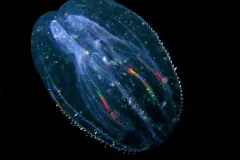 A photo of a sea walnut, a ctenophore. 