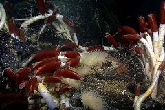 Riftia tube worms