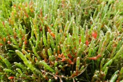 thin, green stalks of a succulent plant grow up