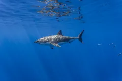 Side view of a great white shark swimming in bright blue water. 