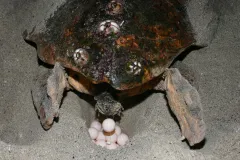 a turtle lays eggs