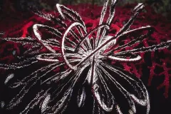 Photograph of a many-armed sea star with maroon and white feathery-looking arms, with a deep red sea fan in the background.