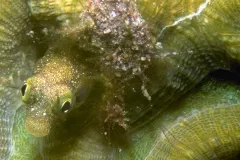 Portrait of a yellow-green blennie (family Clinidae) hiding in the groove of a green brain coral.