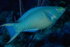 This queen parrotfish scrapes algae from Caribbean reefs with its parrot-like beak.