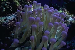 This Caribbean sea anemone brightens a variety of Caribbean reef habitats.