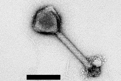 a closeup of a phage virus