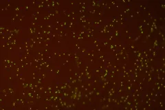 glowing dots indicate viruses