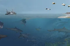 An illustration depicting many sea animals living in the modern seas off Angola. 