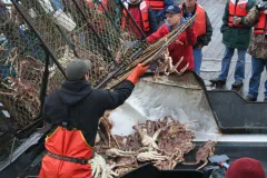 Alaskan king crab fisheries are on the rebound after years of unsustainable exploitation. New regulations mean that immediately after a haul is brought on board, the crabs are sorted and all females and under-sized crabs are released.