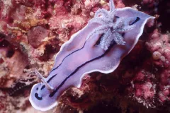 Photograph from above of a lavender-colored sea-slug with deep purple markings, swimming above a pink and orange surface.