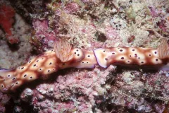 Leopard Sea Slugs Crawl Together on Colorful Coral