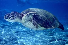 Sea Turtle